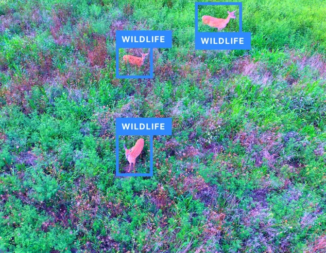 Wildlife Detection
