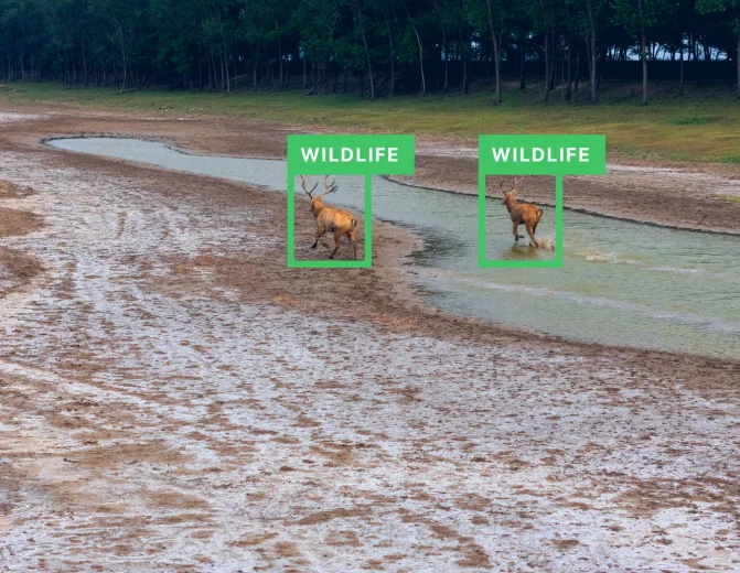 Wildlife Detection