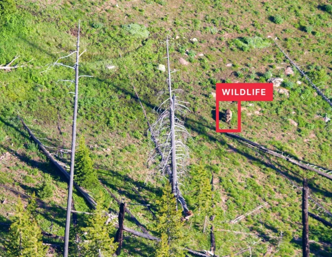 Wildlife Detection