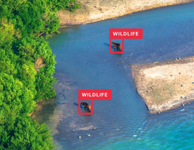 Wildlife Detection