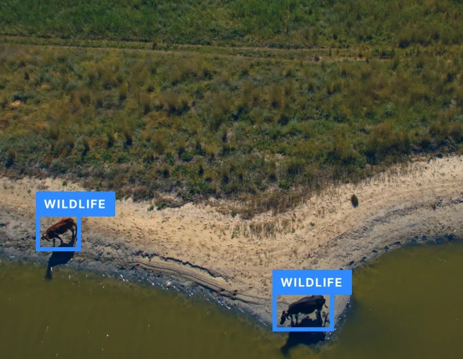 Wildlife Detection